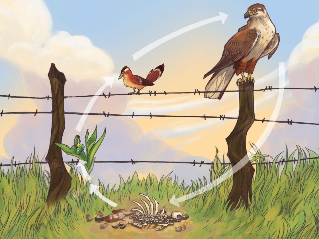 Illustration of a food chain showing a bird of prey, a small bird, a praying mantis, and a beetle on a barbed wire fence with arrows indicating the flow of energy.